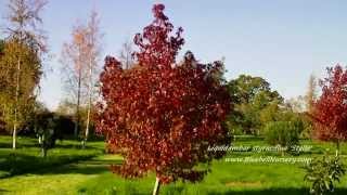 Liquidambar styraciflua Stella Sweet Gum Tree [upl. by Nnave]