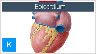 Epicardium  Definition amp Function  Human Anatomy  Kenhub [upl. by Yorgos215]