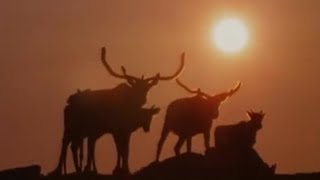 Caribou Migration to the Arctic  BBC Studios [upl. by Adali392]