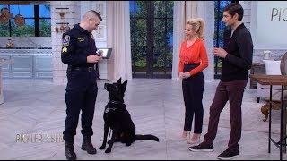 Meet Jett the Police Dog  Pickler amp Ben [upl. by Emilio]