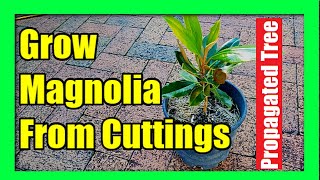 How To Grow Magnolia Tree from Cuttings  Magnolia Plant Propagation [upl. by Picardi]