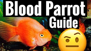 Red Blood Parrot Cichlid Care  Tank Behavior Community [upl. by Atsylak]