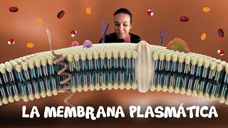 La membrana plasmática  2º de Bachiller BioESOsfera [upl. by Suhpesoj301]