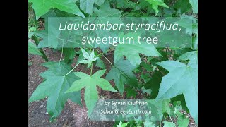 Liquidambar styraciflua sweetgum [upl. by Spindell]