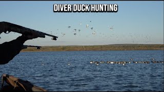 DIVER DUCK Hunt Huge FLOCKS [upl. by Cinimod]