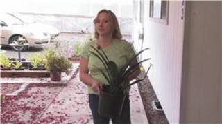 Gardening Tips  How to Plant Clivia [upl. by Deva390]