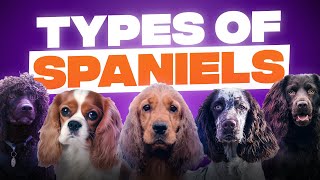 10 Different Types of Spaniels [upl. by Phia]