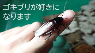 大量のゴキブリと戯れる動画 [upl. by Plossl]