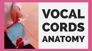 Vocal cords anatomy  Movement of Vocal Cords [upl. by Dobbins]