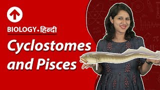 Cyclostomes and Pisces  Hindi  Biology [upl. by Ibloc655]