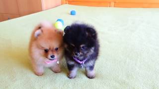 Female Pomeranian Puppies for Sale [upl. by Zeke601]