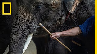 Inside the Dark World of Captive Wildlife Tourism  National Geographic [upl. by Konstantin468]