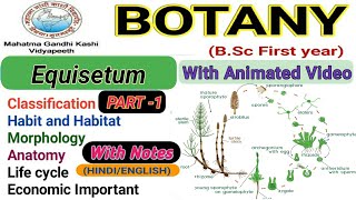 EquisetumMorphologyAnatomyReproductionlife cycle Part1 [upl. by Peacock]