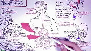 Hungry Microbiome The Digestive System [upl. by Asi212]