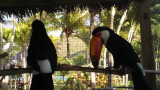 A Toco Toucan Courtship [upl. by Giwdul443]