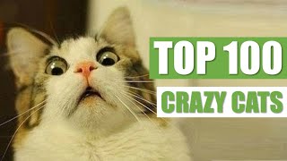 TOP 100 CRAZY CATS [upl. by Orel]