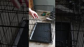 Disassembling a metal dog crate in 1 minute [upl. by Gene529]