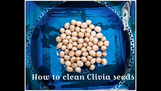 How to clean Clivia seeds [upl. by Lienad]