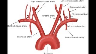 Aorta And Its Branches Anatomy [upl. by Atiuqram]