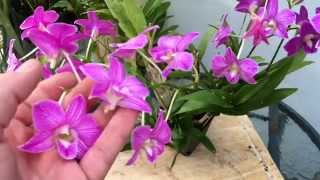 DENDROBIUM PHALAENOPSIS ORCHID CARE TIPS [upl. by Shandra]