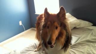 Crazy Rough Collie [upl. by Arded]