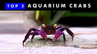 TOP 5 Aquarium Crabs  Knowing amp Caring [upl. by Kcirtapnaes]