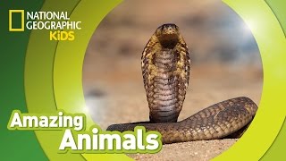 Cobra 🐍  Amazing Animals [upl. by Maryly159]