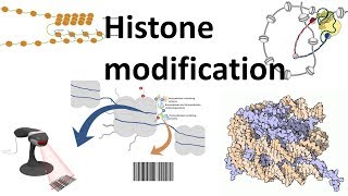 Histone modifications Introduction [upl. by Greeley487]