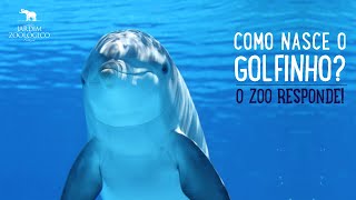 Como nasce o golfinho  O Zoo Responde  Jardim Zoológico [upl. by Hastings]