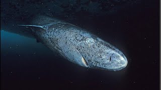 Facts The Greenland Shark [upl. by Wessling]