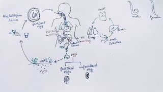 Ascaris lumbricoides Lifecycle  English   Ascariasis  Round Worm [upl. by Aurelie]