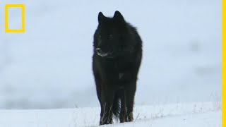 Ce loup est un véritable Dom Juan [upl. by Malina]