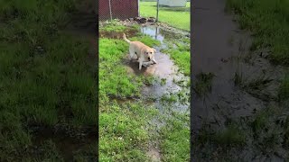 Lab with Cerebellar Hypoplasia Loves Splashing in Puddles  ViralHog [upl. by Ivy657]