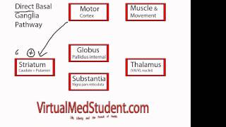 Basal Ganglia Direct Pathway [upl. by Aicilaanna]