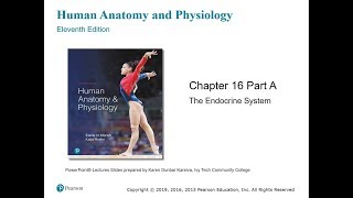 Chapter 16 The Endocrine System  Part I [upl. by Naoj]