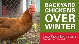 Backyard Chickens How to Keep Your Chickens in Winter [upl. by Bez]