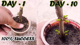 HOW TO GROW POMEGRANATE TREE FROM CUTTINGS  Sprouting Seeds [upl. by Kitti]