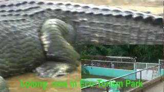 Lolong The Worlds Largest Crocodile in Captivity [upl. by Otxilac903]