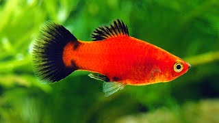 Platy Fish Care Guide Amazing Beginner Fish [upl. by Concettina]