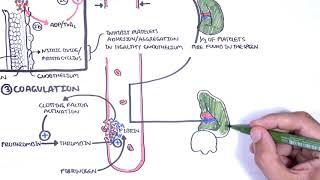 Immune Diagnostic Tests  WBCs Neutrophils ESR CRP Medical Surgical  Immune  LevelUpRN [upl. by Anigar]