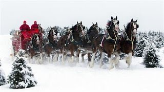 Classic Budweiser Clydesdales Christmas Commercial [upl. by Younger52]