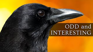 10 Odd and Interesting Facts About Crows and Ravens North America [upl. by Oswal]