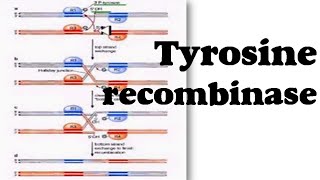 Tyrosine recombinase [upl. by Kinsler]