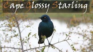 Cape Glossy Starling Bird Call  Common Kruger National Park Bird Calls  Stories Of The Kruger [upl. by Atinoj130]