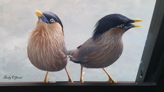 Bird SoundsCalls  MynaStarling Bird Sounds  Noises [upl. by Aerona353]