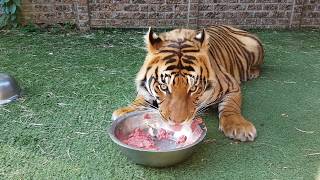 Watch me feed the tigers and checking the pups in FHD 60fps [upl. by Fording]