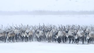 The barrenground caribou [upl. by Ycnalc]