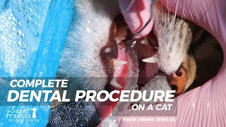 Full Dental Procedure On a Cat [upl. by Shultz]