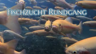 Fischzucht Rundgang [upl. by Inna]