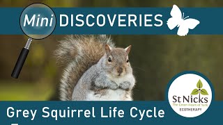 Grey Squirrel Life Cycle [upl. by Harbert]